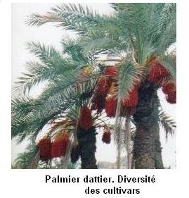 palmier dattier, Phoenix dactylifera, diversité génétique, khalts