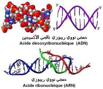 ADN, ARN. structure tridimensionnelle, الحمض النووي