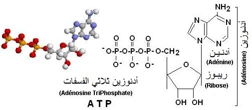 ATP