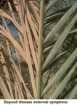Bayoud on leaves