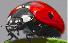 Coccinelle