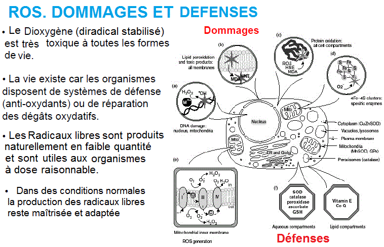 defenses