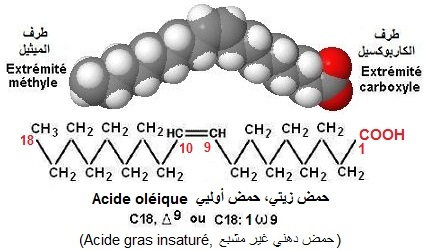 Acide gras insaturé (acide oléique)