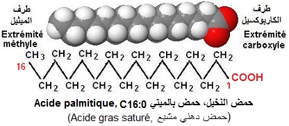 Acide gras saturé (acide palmitique)