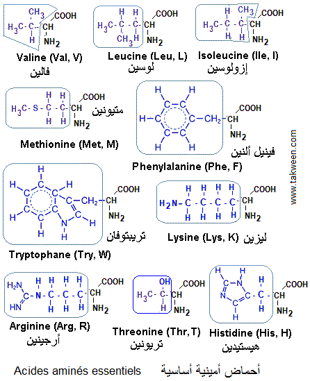 Biologie glossaire. Acides aminés 