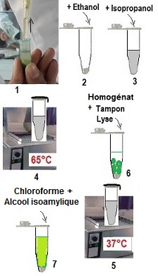 DNA purification