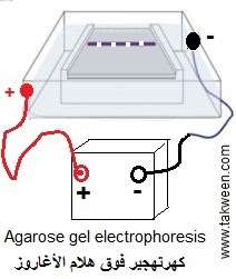 gel agarose