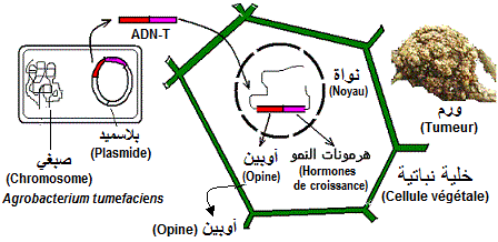 Transformation génétique التعديل الوراثي via ADN-T