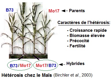 vigueur hybride (heterosis)