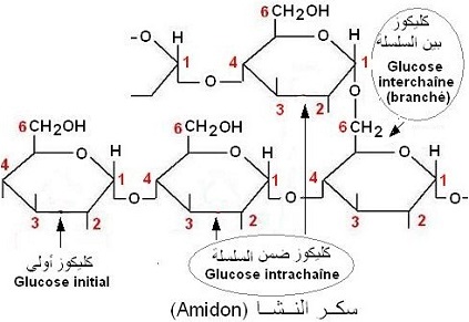 Biologie glossaire. Amidon