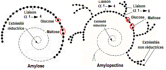 Amylose, amylopectine