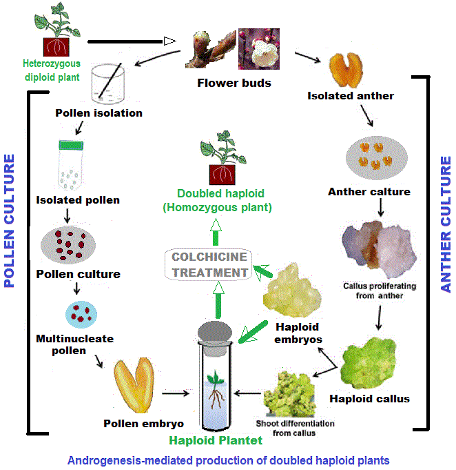haploids and diploids from pollen, anthers