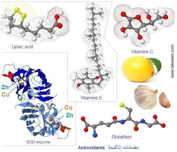 antioxydants contre le stress oxydatif