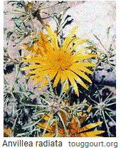 Anvillea radiata