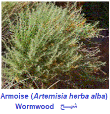 armoise, artemisia herba alba