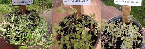 Atriplex. Espèces