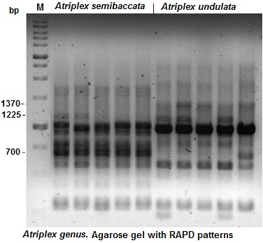 RAPD (électrophorèse sur gel agarose)