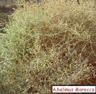 Atriplex. Biodiversité du genre