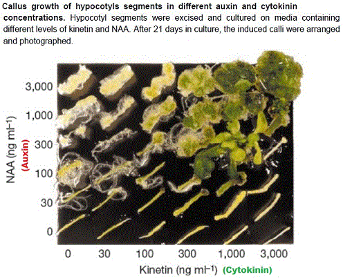auxins