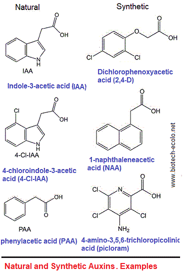 auxins