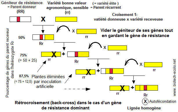 croisement backcross