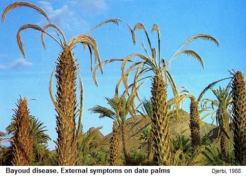 date palm bayoud, النخيل, البيوض
