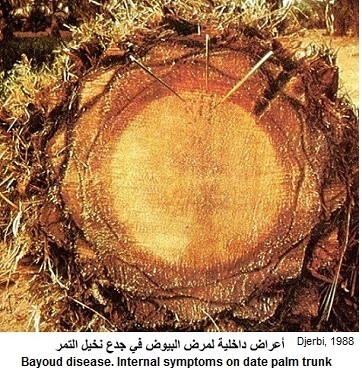 Date palm fusariosis. Symptoms