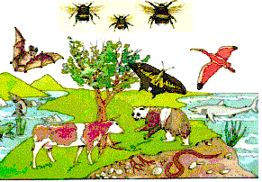 biodiversité