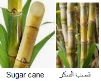 Canne à sucre