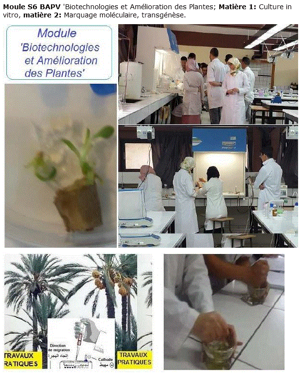 biotechnologies