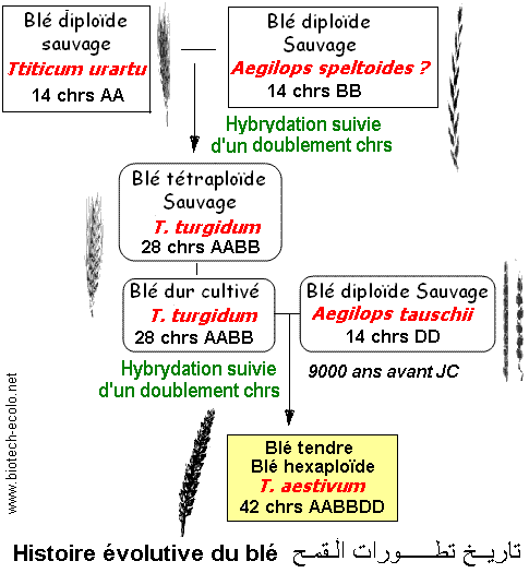 Blé. Evolution