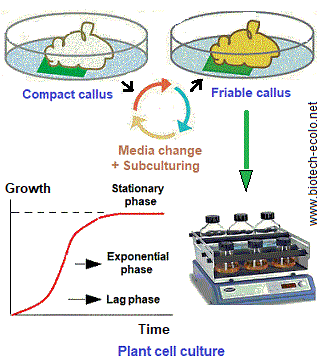 cell suspension