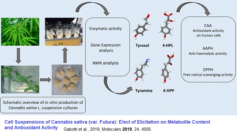 cannabis cell culture