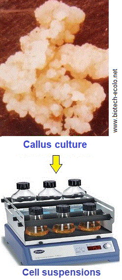 cell culture