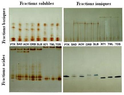 Peroxydases (cereals)