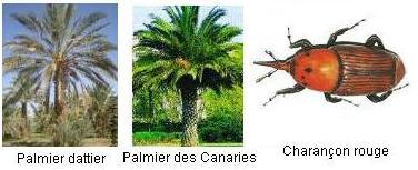Palmier dattier et Rhynchophorus ferrugineus