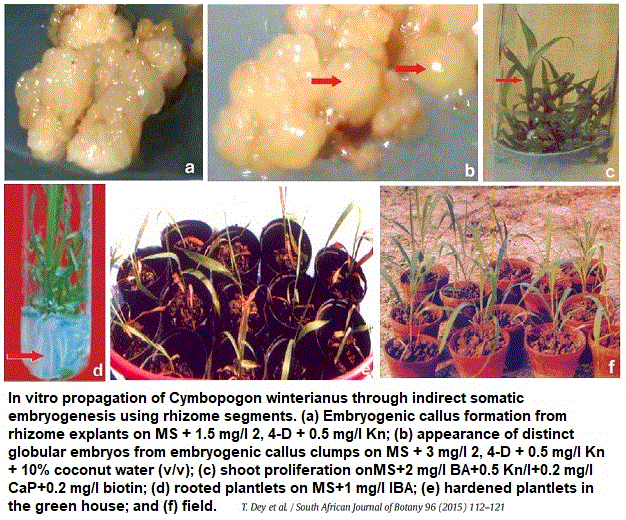 citronelle. Variations somaclonales