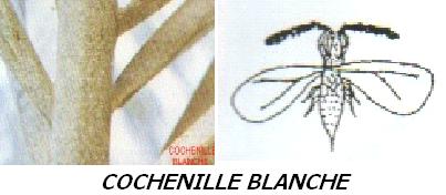 Cochenille blanche
