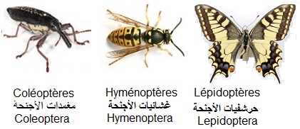 Coléoptères