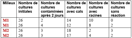 culture in vitro