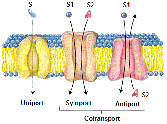 Symport, antiport, uniport