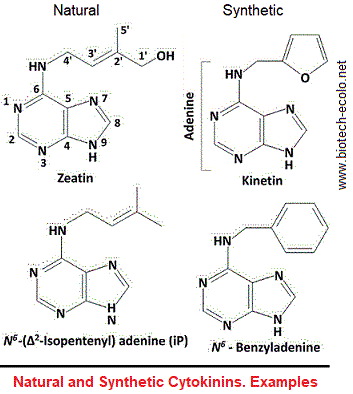 cytokinins