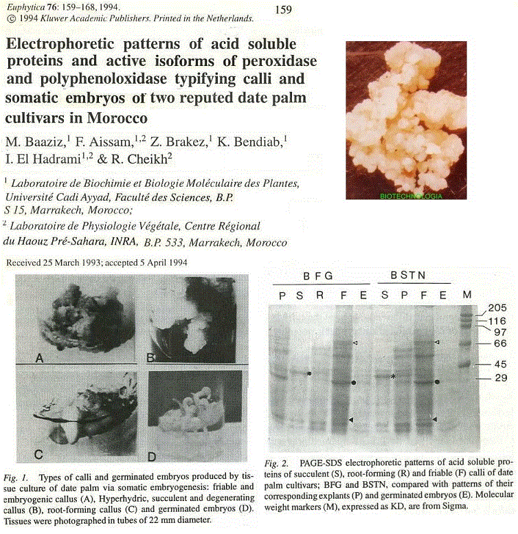embryogenesis, proteins