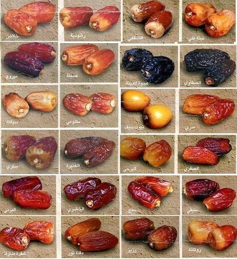 Genetic diversity of date palm, نخيل التمر (cultivars أصناف)