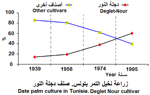 deglet nour, Tunisia