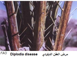Diplodia