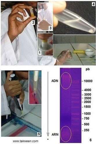 ADN purification