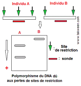 mutation: perte de sites de restriction