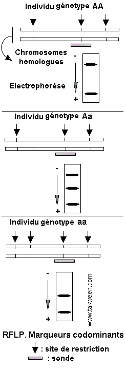codominance