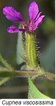 Cuphea viscosissima et détection d'hybrides  par les isoenzymes
